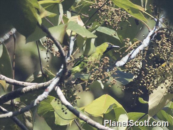 Lesser Green Leafbird (Chloropsis cyanopogon)