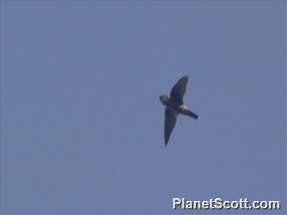 Mossy-nest Swiftlet (Aerodramus salangana)