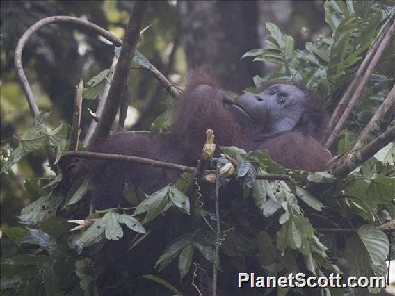 Orangutan (Pongo pygmaeus)