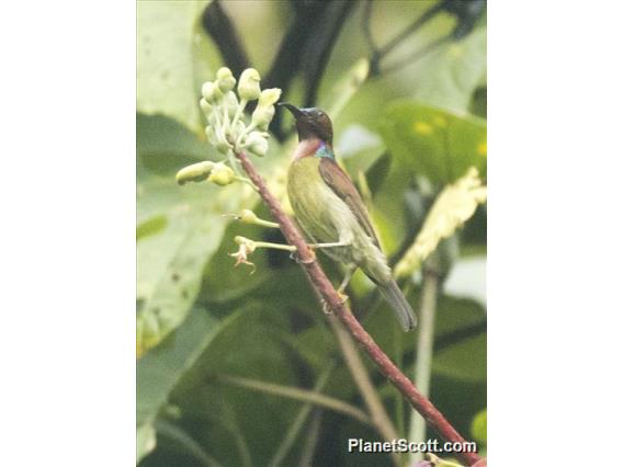 Red-throated Sunbird (Anthreptes rhodolaemus)