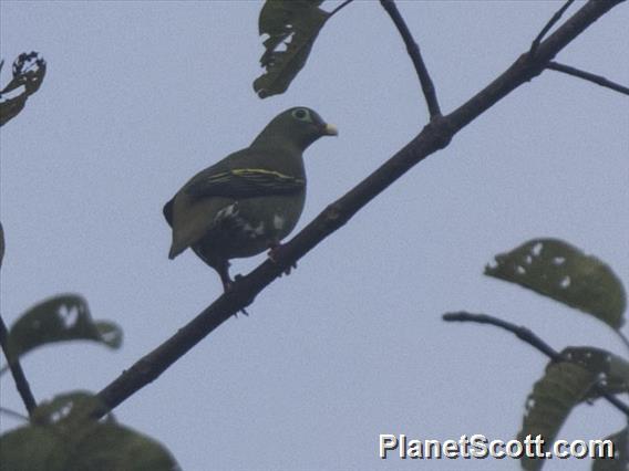 Thick-billed Green-Pigeon (Treron curvirostra)