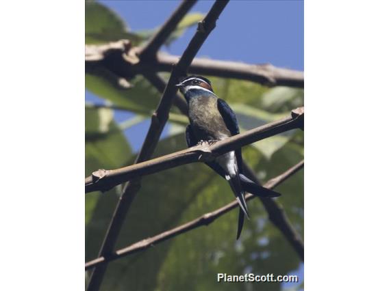 Whiskered Treeswift (Hemiprocne comata)