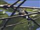 Whiskered Treeswift (Hemiprocne comata)