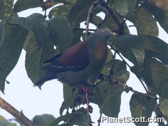 Little Green-Pigeon (Treron olax)