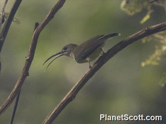 Long-billed Spiderhunter (Arachnothera robusta)