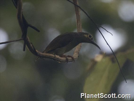 Spectacled Spiderhunter (Arachnothera flavigaster)