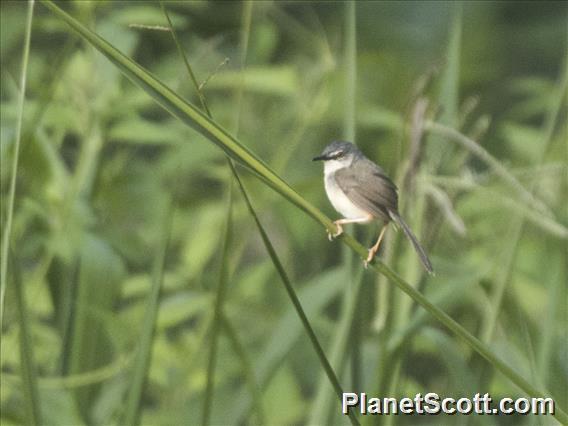 Yellow-bellied Prinia (Prinia flaviventris)