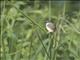 Yellow-bellied Prinia (Prinia flaviventris)