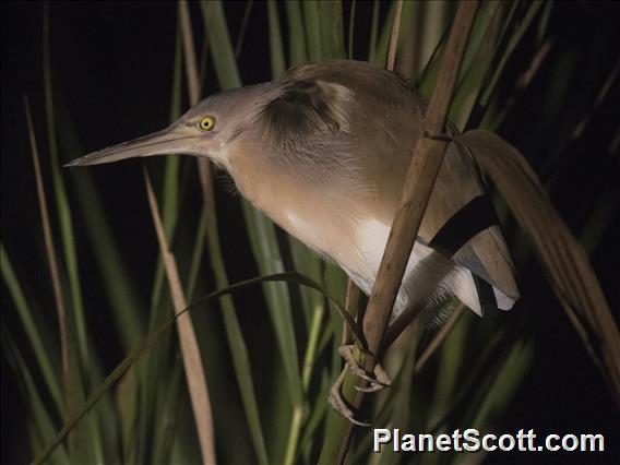 Yellow Bittern (Botaurus sinensis)