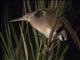 Yellow Bittern (Ixobrychus sinensis)