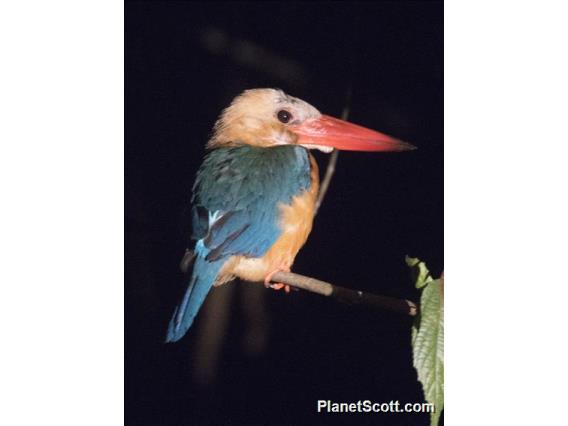 Stork-billed Kingfisher (Pelargopsis capensis)