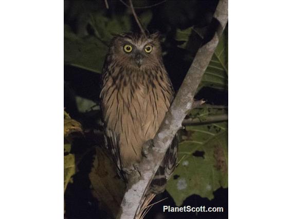 Buffy Fish-Owl (Ketupa ketupu)