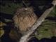 Buffy Fish-Owl (Ketupa ketupu)