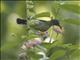 Brown-throated Sunbird (Anthreptes malacensis)