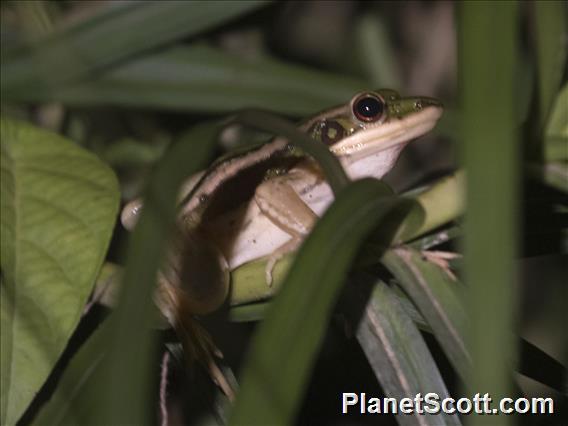 Green Paddy Frog (Hylarana erythraea)