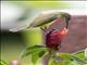 Little Spiderhunter (Arachnothera longirostra)