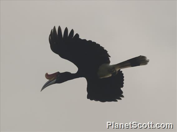 Rhinoceros Hornbill (Buceros rhinoceros)