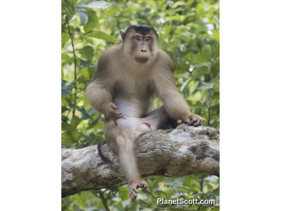 Southern Pig-tailed Macaque (Macaca nemestrina)