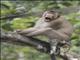 Southern Pig-tailed Macaque (Macaca nemestrina)