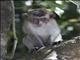 Long-tailed Macaque (Macaca fascicularis) - Young Male