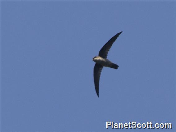 Edible-nest Swiftlet (Aerodramus fuciphagus)