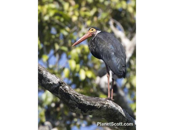 Storm's Stork (Ciconia stormi)