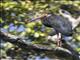 Storms Stork (Ciconia stormi)