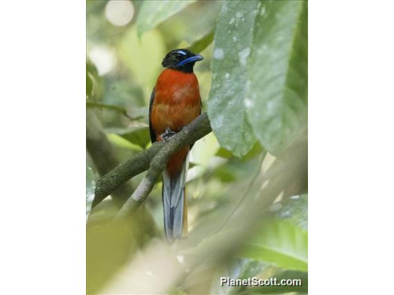 Scarlet-rumped Trogon (Harpactes duvaucelii)