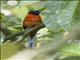 Scarlet-rumped Trogon (Harpactes duvaucelii)