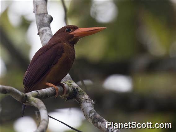 Ruddy Kingfisher (Halcyon coromanda)