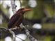 Ruddy Kingfisher (Halcyon coromanda)