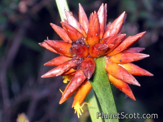 Rapateaceae (Stegolepis sp)