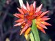 Rapateaceae (Stegolepis sp)