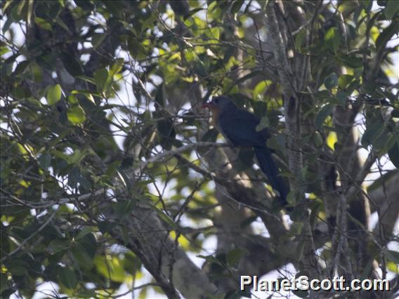 Red-billed Malkoha (Zanclostomus javanicus)