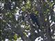 Red-billed Malkoha (Zanclostomus javanicus)