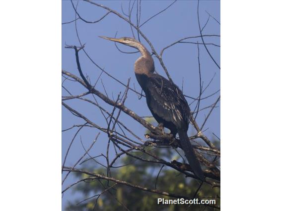 Oriental Darter (Anhinga melanogaster)