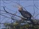 Oriental Darter (Anhinga melanogaster)