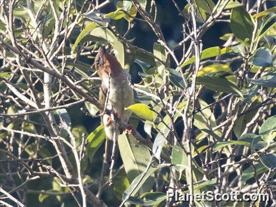 Brown Barbet (Caloramphus fuliginosus)