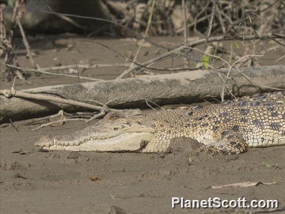 Saltwater Crocodile (Crocodylus porosus)