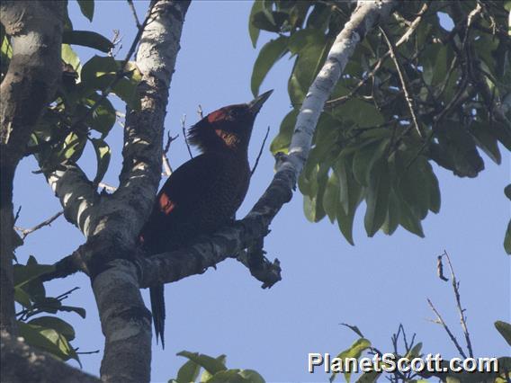 Banded Woodpecker (Chrysophlegma miniaceum)