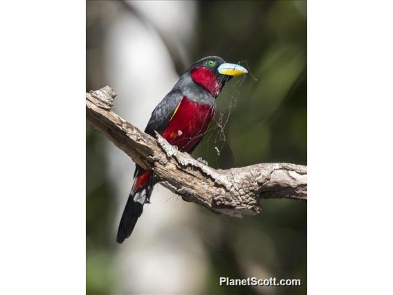 Black-and-red Broadbill (Cymbirhynchus macrorhynchos)