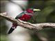 Black-and-red Broadbill (Cymbirhynchus macrorhynchos)