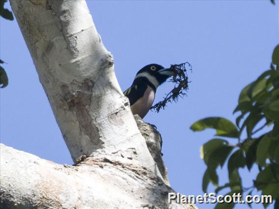 Black-and-yellow Broadbill (Eurylaimus ochromalus)