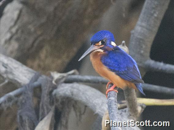 Blue-eared Kingfisher (Alcedo meninting)