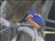 Blue-eared Kingfisher (Alcedo meninting)