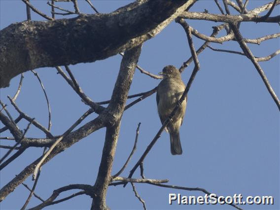 Cream-vented Bulbul (Pycnonotus simplex)