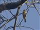 Cream-vented Bulbul (Pycnonotus simplex)