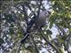 Green Imperial-Pigeon (Ducula aenea)