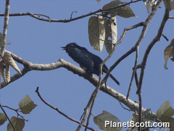 Square-tailed Drongo-Cuckoo (Surniculus lugubris)