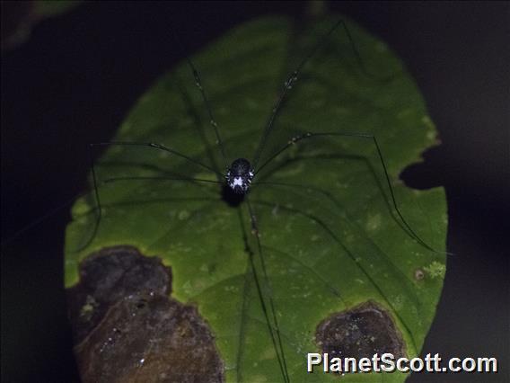 Harvestman Spider (Opilione ssp)